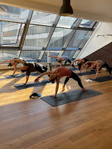 Yoga by Stephan Suh - Studio 1 (Meisengasse 9)