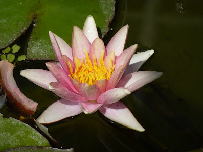 Solus - Massage & Yoga Gabriele Ruys