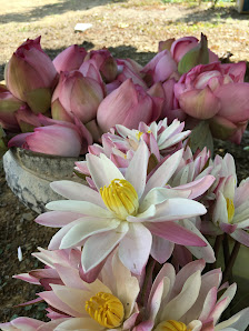 YOGA & PRANA-ZENTRUM Rosengarten